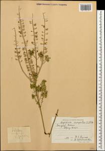 Lepidium campestre (L.) W.T. Aiton, Caucasus, Black Sea Shore (from Novorossiysk to Adler) (K3) (Russia)