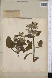 Borago officinalis L., Western Europe (EUR) (Italy)