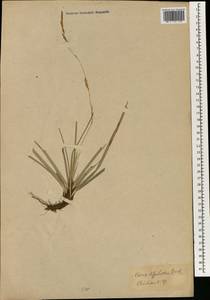 Carex dispalata Boott, South Asia, South Asia (Asia outside ex-Soviet states and Mongolia) (ASIA) (Japan)