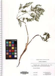 Aethusa cynapium L., Eastern Europe, Middle Volga region (E8) (Russia)