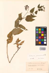 MHA 0 158 772, Solanum dulcamara L., Eastern Europe, Eastern region (E10) (Russia)