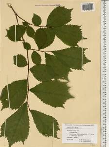 Ulmus glabra, Eastern Europe, Volga-Kama region (E7) (Russia)