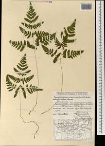 Gymnocarpium jessoense (Koidz.) Koidz., Mongolia (MONG) (Mongolia)