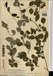 Salix taraikensis Kimura, Mongolia (MONG) (Mongolia)