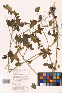 Trifolium pratense L., Eastern Europe, Lower Volga region (E9) (Russia)