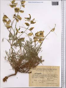 Astragalus, Middle Asia, Pamir & Pamiro-Alai (M2) (Uzbekistan)