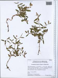 Koenigia ajanensis (Regel & Tiling) comb. ined., Siberia, Baikal & Transbaikal region (S4) (Russia)
