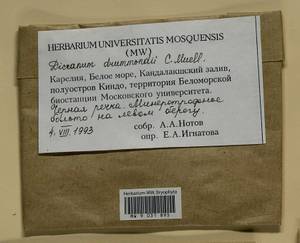 Dicranum drummondii Müll. Hal., Bryophytes, Bryophytes - Karelia, Leningrad & Murmansk Oblasts (B4) (Russia)