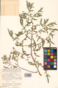 Crambe tataria Sebeók, Eastern Europe, Lower Volga region (E9) (Russia)