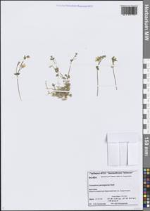 Cerastium regelii Ostenf., Siberia, Central Siberia (S3) (Russia)