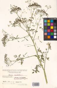 Conium maculatum L., Eastern Europe, Moscow region (E4a) (Russia)