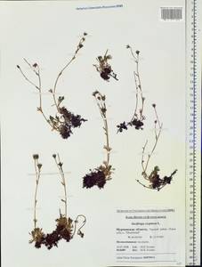 Saxifraga cespitosa, Eastern Europe, Northern region (E1) (Russia)