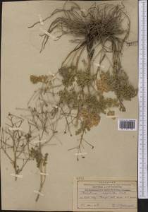 Thalictrum isopyroides C. A. Mey., Middle Asia, Western Tian Shan & Karatau (M3) (Kazakhstan)