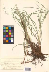 Carex acuta L., Eastern Europe, Moscow region (E4a) (Russia)