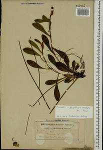 Pilosella flagellaris (Willd.) Arv.-Touv., Eastern Europe, Belarus (E3a) (Belarus)