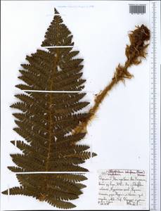 Polystichum setiferum (Forssk.) Moore ex Woyn., Africa (AFR) (Ethiopia)