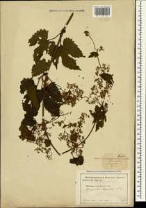 Humulus lupulus L., Crimea (KRYM) (Russia)
