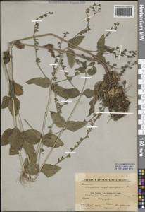 Veronica magna M.A.Fisch., Caucasus, Stavropol Krai, Karachay-Cherkessia & Kabardino-Balkaria (K1b) (Russia)