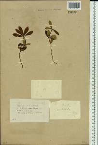 Chimaphila umbellata (L.) W. P. C. Barton, Siberia, Baikal & Transbaikal region (S4) (Russia)