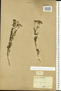 Tanacetum achilleifolium (M. Bieb.) Sch. Bip., Eastern Europe, South Ukrainian region (E12) (Ukraine)