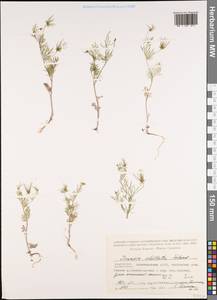 Scandix stellata Banks & Sol., Caucasus, Azerbaijan (K6) (Azerbaijan)