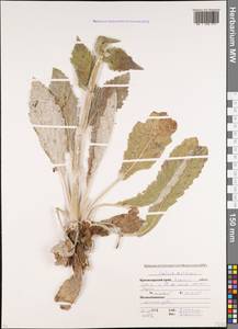 Salvia aethiopis L., Caucasus, Krasnodar Krai & Adygea (K1a) (Russia)