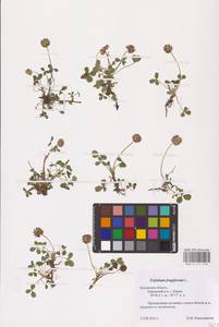 Trifolium fragiferum L., Eastern Europe, Central region (E4) (Russia)