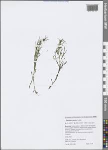 Thesium repens Ledeb., Siberia, Baikal & Transbaikal region (S4) (Russia)