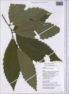 Castanea dentata (Marshall) Borkh., America (AMER) (United States)