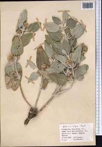 Phlomis olgae Regel, Middle Asia, Pamir & Pamiro-Alai (M2) (Uzbekistan)