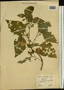 Alkekengi officinarum var. franchetii (Mast.) R. J. Wang, Eastern Europe, Central forest region (E5) (Russia)