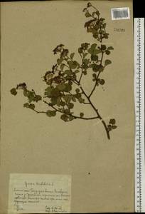 Spiraea trilobata L., Siberia, Altai & Sayany Mountains (S2) (Russia)