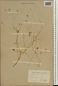 Lomelosia olivieri (Coult.) Greuter & Burdet, South Asia, South Asia (Asia outside ex-Soviet states and Mongolia) (ASIA) (Iran)