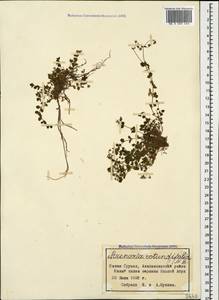 Arenaria rotundifolia M. Bieb., Caucasus, Georgia (K4) (Georgia)
