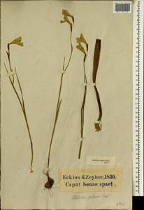 Gladiolus hirsutus Jacq., Africa (AFR) (South Africa)