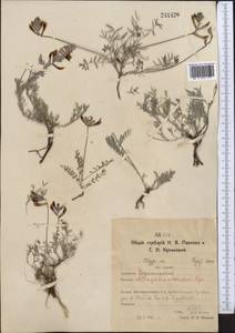 Astragalus macropus Bunge, Middle Asia, Northern & Central Kazakhstan (M10) (Kazakhstan)