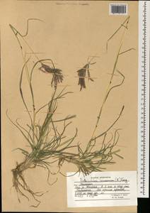 Bothriochloa ischaemum (L.) Keng, South Asia, South Asia (Asia outside ex-Soviet states and Mongolia) (ASIA) (Afghanistan)