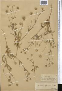 Lomelosia olivieri (Coult.) Greuter & Burdet, Middle Asia, Syr-Darian deserts & Kyzylkum (M7) (Kazakhstan)