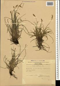 Carex halleriana Asso, Caucasus, Armenia (K5) (Armenia)