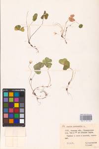 Oxalis acetosella L., Eastern Europe, Belarus (E3a) (Belarus)