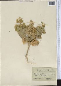 Atriplex moneta Bunge ex Boiss., Middle Asia, Kopet Dag, Badkhyz, Small & Great Balkhan (M1) (Turkmenistan)