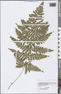 Dryopteris carthusiana (Vill.) H. P. Fuchs, Eastern Europe, Middle Volga region (E8) (Russia)