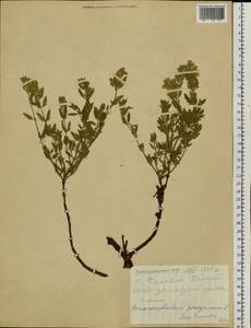 Dracocephalum peregrinum L., Siberia, Altai & Sayany Mountains (S2) (Russia)