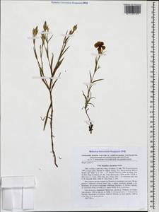 Dianthus caucaseus Sims, Caucasus, Stavropol Krai, Karachay-Cherkessia & Kabardino-Balkaria (K1b) (Russia)