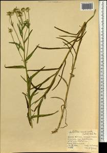 Achillea acuminata (Ledeb.) Sch. Bip., Mongolia (MONG) (Mongolia)