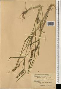 Echinochloa oryzoides (Ard.) Fritsch, South Asia, South Asia (Asia outside ex-Soviet states and Mongolia) (ASIA) (China)