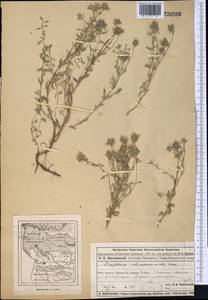 Ziziphora clinopodioides Lam., Middle Asia, Muyunkumy, Balkhash & Betpak-Dala (M9) (Kazakhstan)