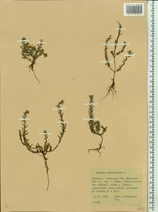 Lythrum hyssopifolia L., Eastern Europe, Belarus (E3a) (Belarus)