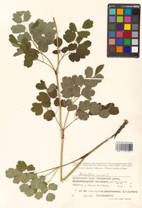 Thalictrum minus subsp. elatum (Jacq.) Stoj. & Stef., Siberia, Russian Far East (S6) (Russia)