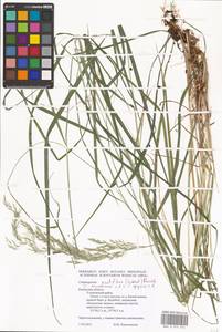 Calamagrostis acutiflora (Schrad.) DC., Eastern Europe, Central region (E4) (Russia)